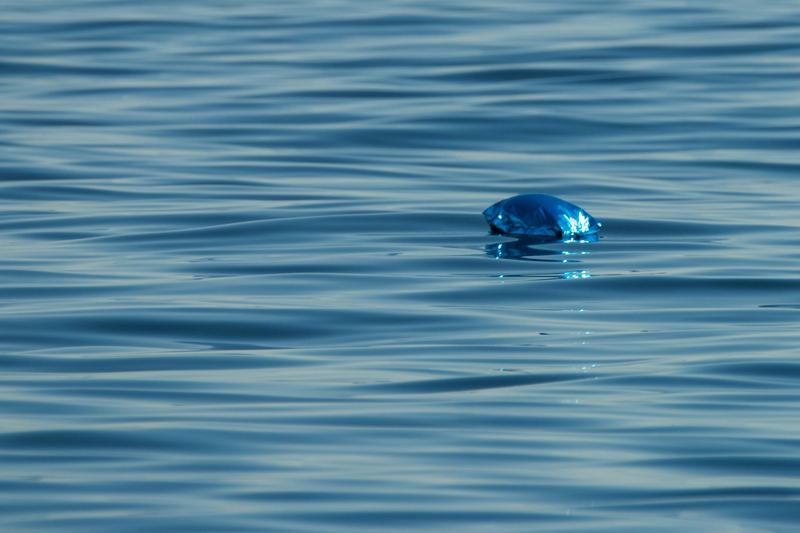 A single deflated blue balloon drifting on calm open water, seen at close range.