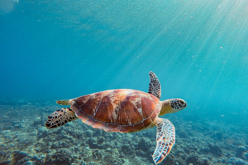 A green sea turtle swimming over a coral reef in clear blue water.