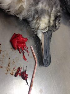 A dead grey-headed albatross with the red balloon fragments and ribbon recovered from its stomach laid out beside its beak.