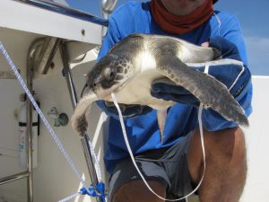 A carer on a boat holding a green sea turtle that is receiving treatment.